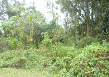 Terreno, no bairro Sanvitto em Caxias do Sul para Comprar