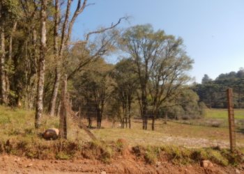 Terreno, no bairro Pedancino em Caxias do Sul para Comprar