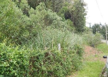 Terreno, no bairro São Luiz em Caxias do Sul para Comprar