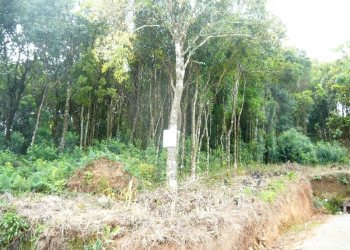 Terreno, no bairro São Gotardo em Caxias do Sul para Comprar