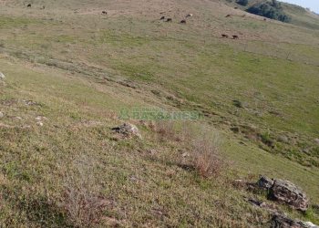 Chácara, no bairro Apanhador em Caxias do Sul para Comprar