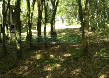 Chácara com 60m², 2 dormitórios, no bairro Criúva em Caxias do Sul para Comprar