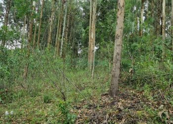 Terreno, no bairro São Giácomo em Caxias do Sul para Comprar