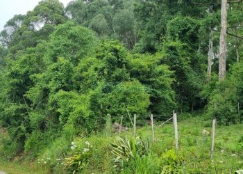 Terreno com 40200m², no bairro São Giácomo em Caxias do Sul para Comprar