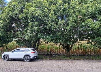 Terreno, no bairro São Luiz em Caxias do Sul para Comprar