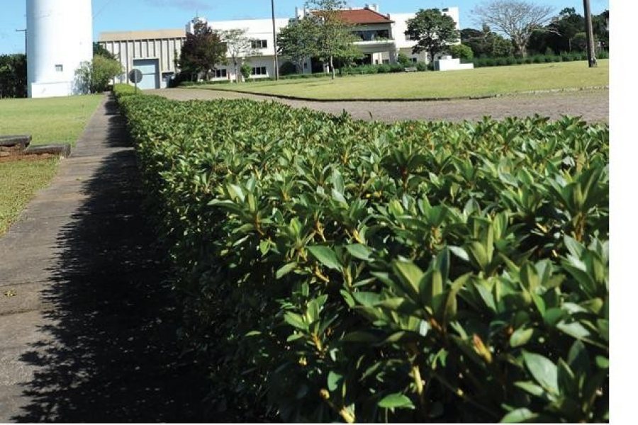 Pavilhão com 10000m², no bairro Nona legua em Caxias do Sul para Comprar