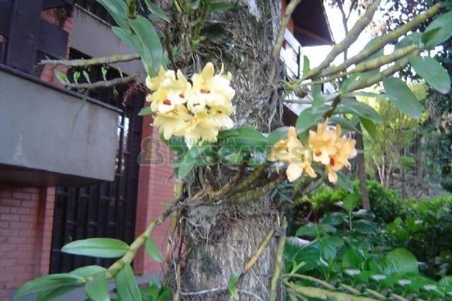 Casa com 600m², 5 dormitórios, 4 vagas, no bairro Saint Etienne em Caxias do Sul para Comprar