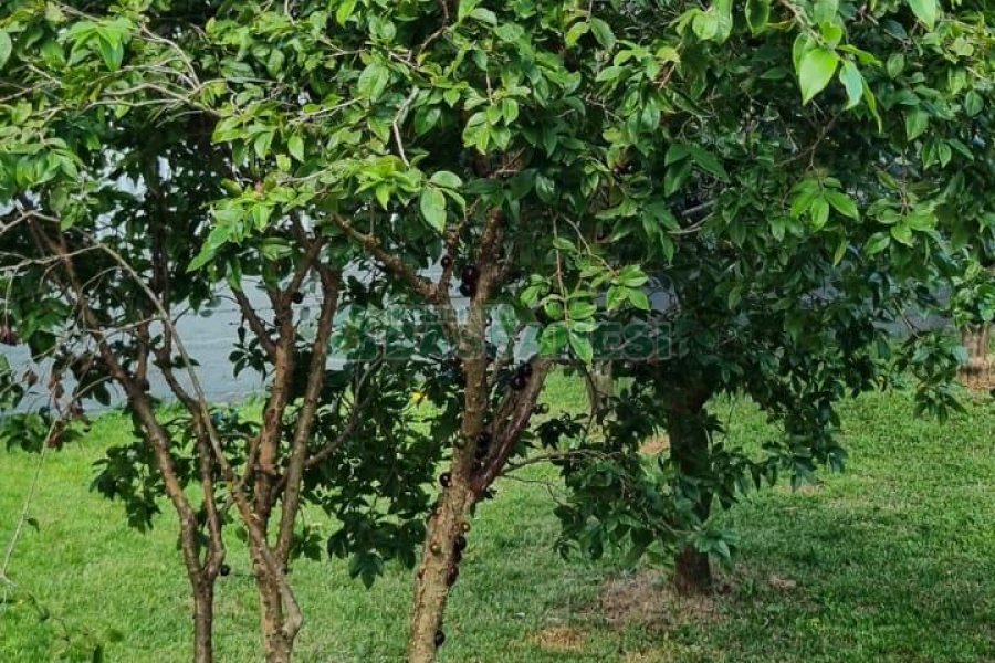 Casa com 193m², 4 dormitórios, 3 vagas, no bairro Desvio Rizzo em Caxias do Sul para Comprar