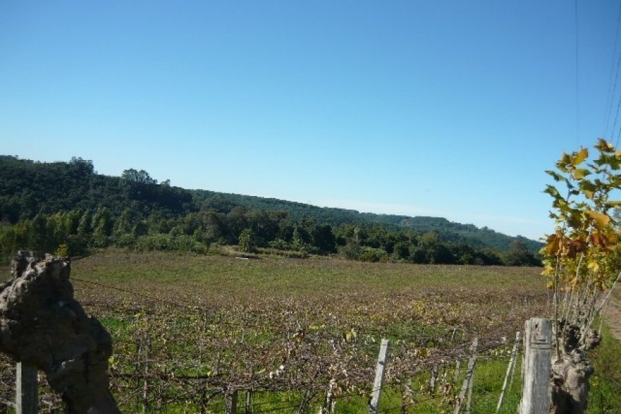 Chácara, no bairro Forqueta em Caxias do Sul para Comprar