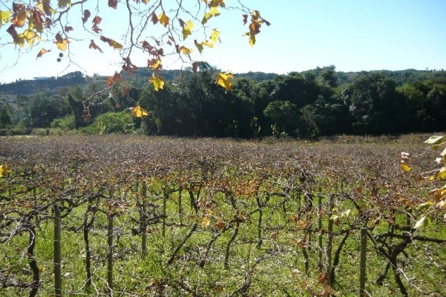 Chácara, no bairro Forqueta em Caxias do Sul para Comprar