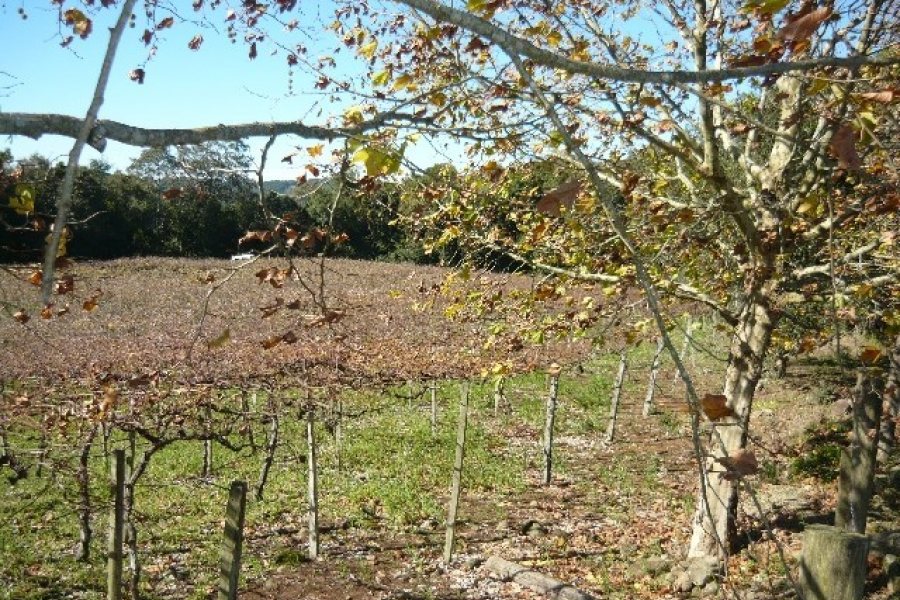 Chácara, no bairro Forqueta em Caxias do Sul para Comprar