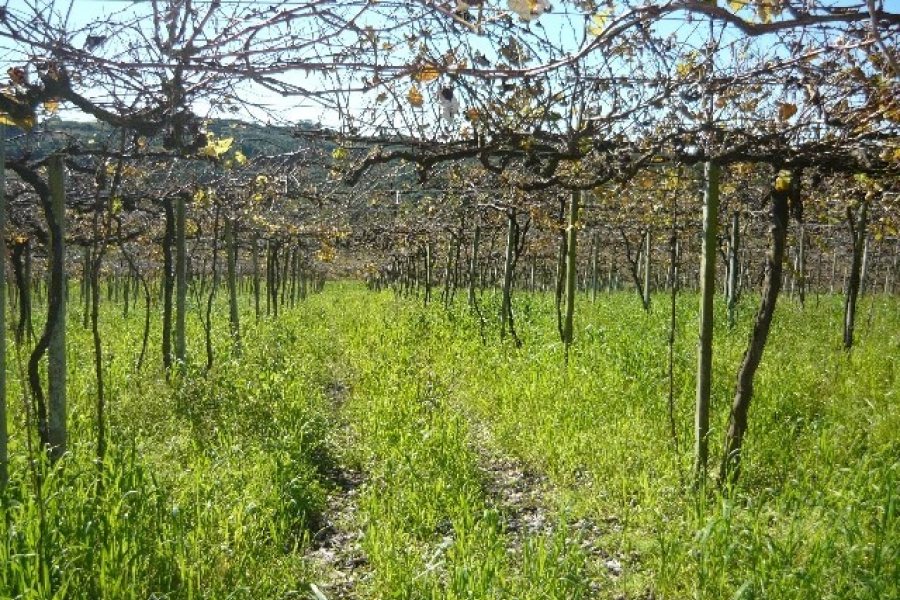 Chácara, no bairro Forqueta em Caxias do Sul para Comprar