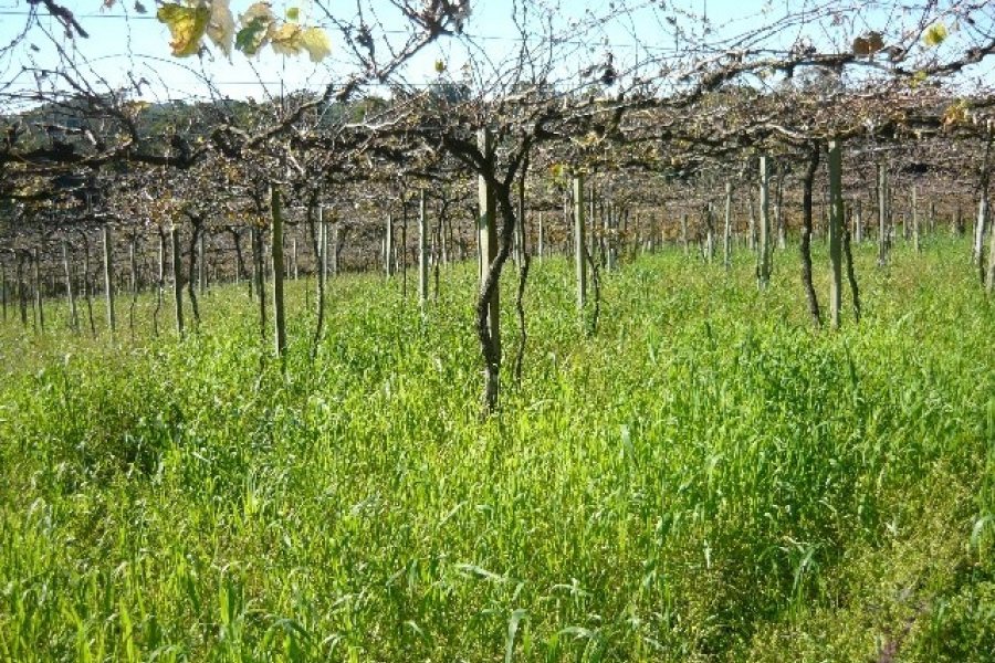 Chácara, no bairro Forqueta em Caxias do Sul para Comprar
