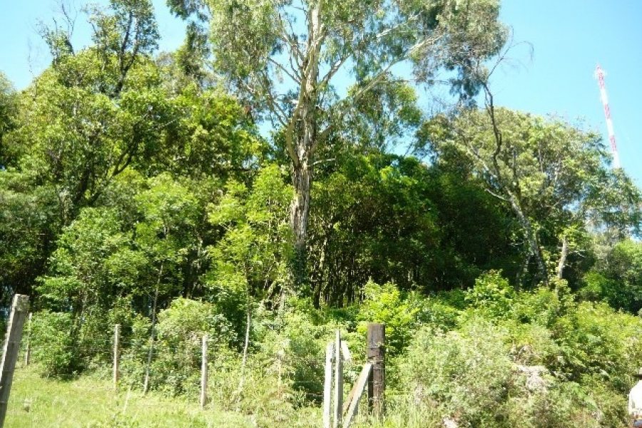 Chácara, no bairro Nossa Senhora do Rosário em Caxias do Sul para Comprar