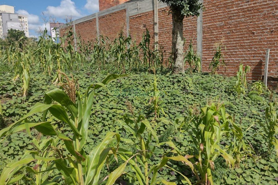 Terreno, no bairro Morada dos Alpes em Caxias do Sul para Comprar