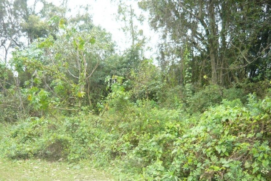 Terreno, no bairro Sanvitto em Caxias do Sul para Comprar