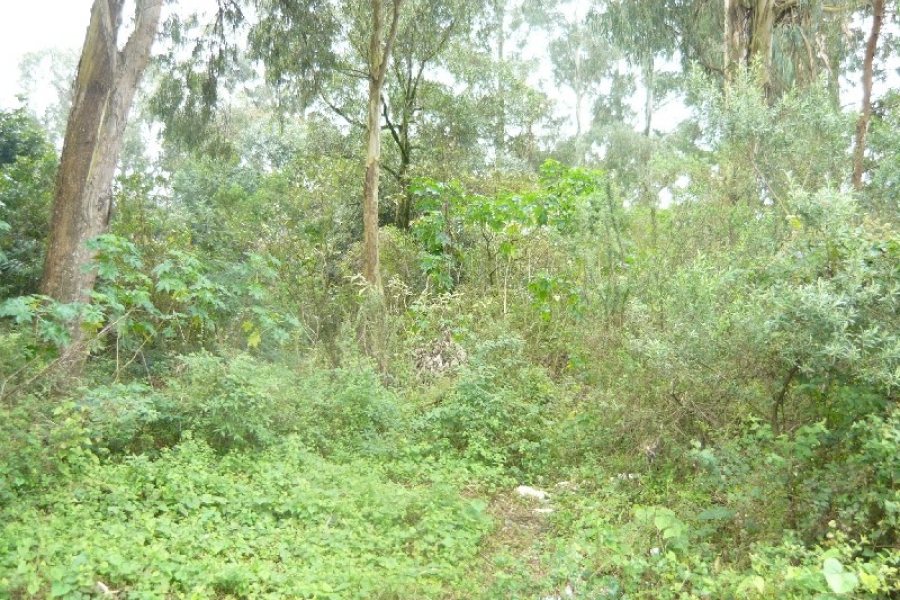 Terreno, no bairro Sanvitto em Caxias do Sul para Comprar