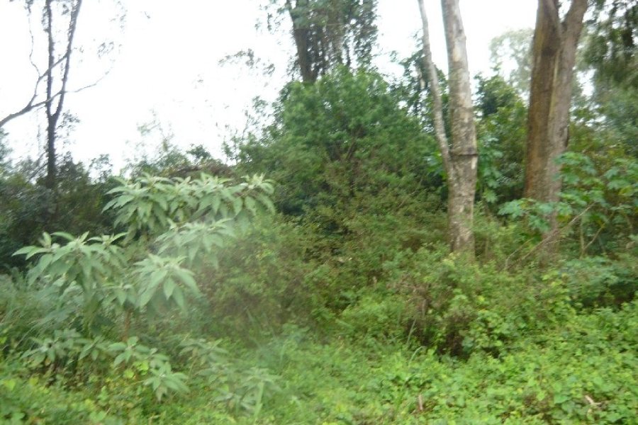 Terreno, no bairro Sanvitto em Caxias do Sul para Comprar