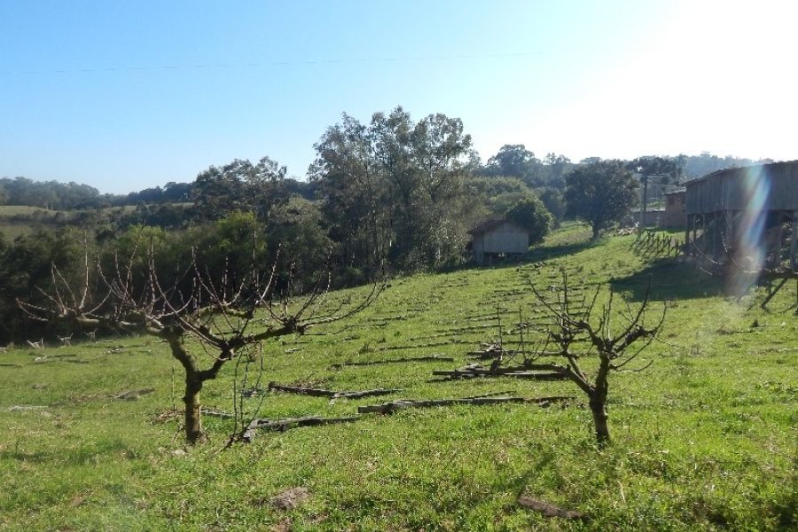 Terreno com 20000m², no bairro Nossa Senhora das Graças em Caxias do Sul para Alugar
