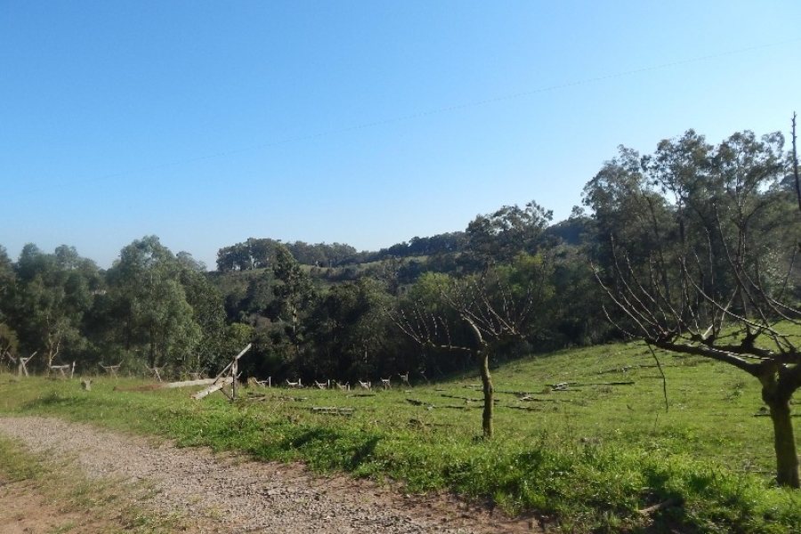 Terreno com 20000m², no bairro Nossa Senhora das Graças em Caxias do Sul para Alugar