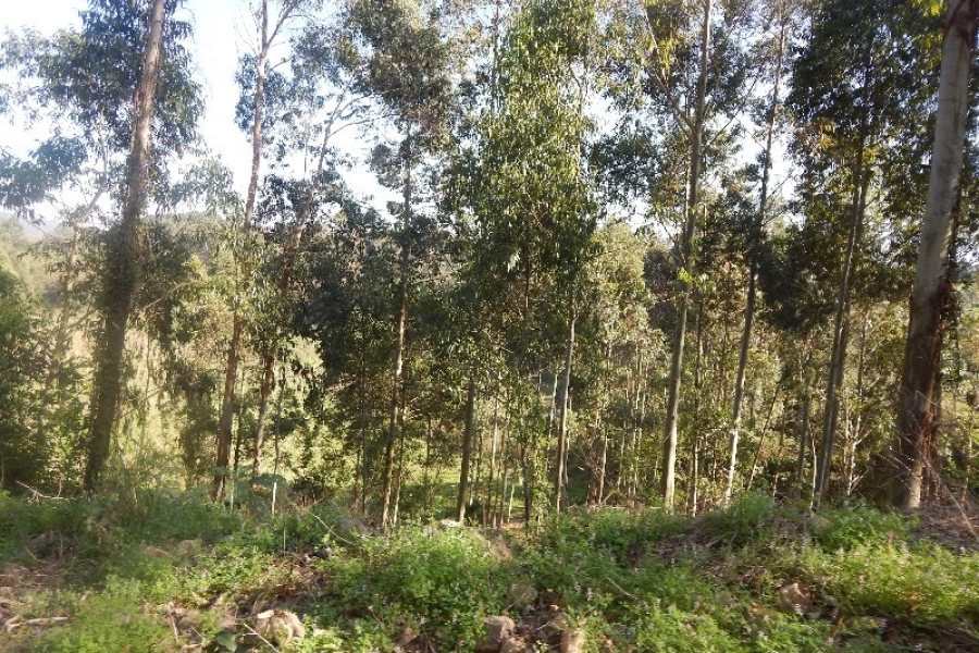 Terreno com 20000m², no bairro Nossa Senhora das Graças em Caxias do Sul para Alugar