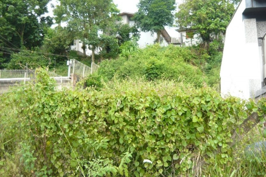 Terreno com 330m², no bairro Pio X em Caxias do Sul para Comprar