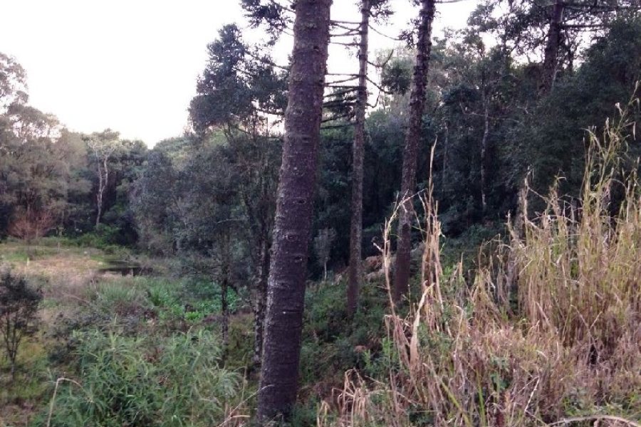 Terreno, no bairro Pedancino em Caxias do Sul para Comprar