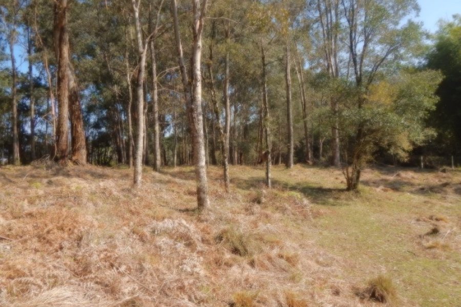 Terreno, no bairro Pedancino em Caxias do Sul para Comprar