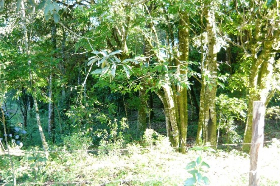 Chácara, no bairro Centro em Caxias do Sul para Comprar