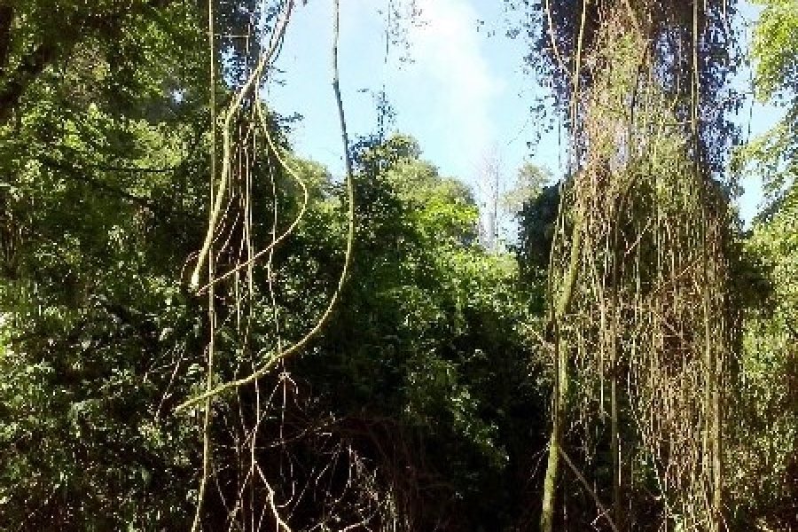 Chácara com 100m², 3 dormitórios, 1 vaga, no bairro Vila Cristina em Caxias do Sul para Comprar