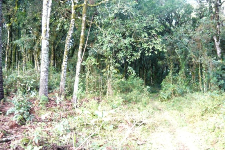 Terreno, no bairro Ana Rech em Caxias do Sul para Comprar