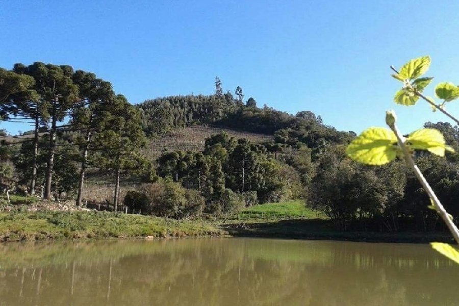 Chácara, no bairro Forqueta em Caxias do Sul para Comprar