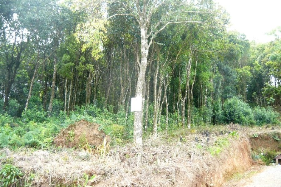Terreno, no bairro São Gotardo em Caxias do Sul para Comprar