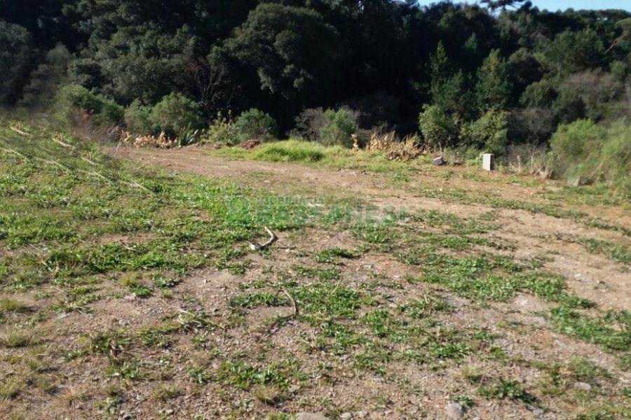 Pavilhão com 270m², no bairro Interlagos em Caxias do Sul para Comprar