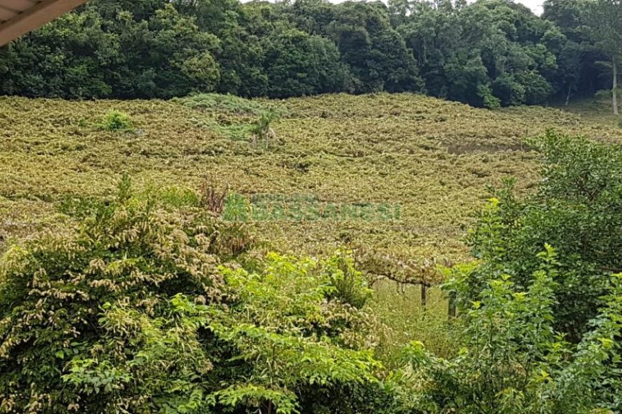 Chácara com 250m², 3 dormitórios, no bairro Conceição em Caxias do Sul para Comprar