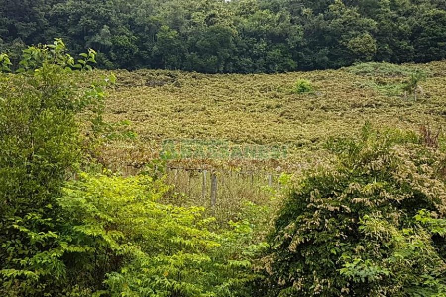 Chácara com 250m², 3 dormitórios, no bairro Conceição em Caxias do Sul para Comprar