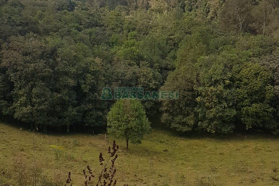 Chácara com 250m², 3 dormitórios, no bairro Conceição em Caxias do Sul para Comprar