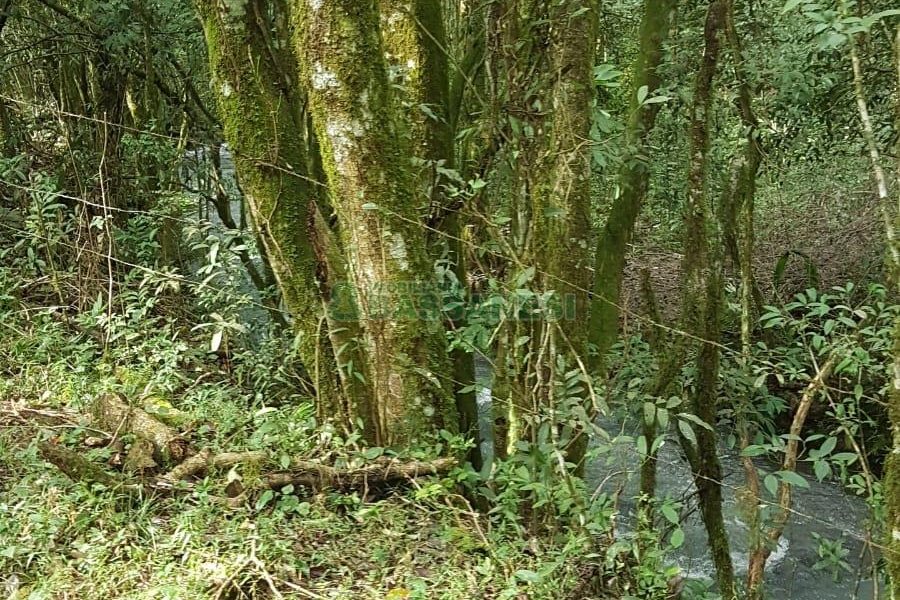 Chácara com 250m², 3 dormitórios, no bairro Conceição em Caxias do Sul para Comprar