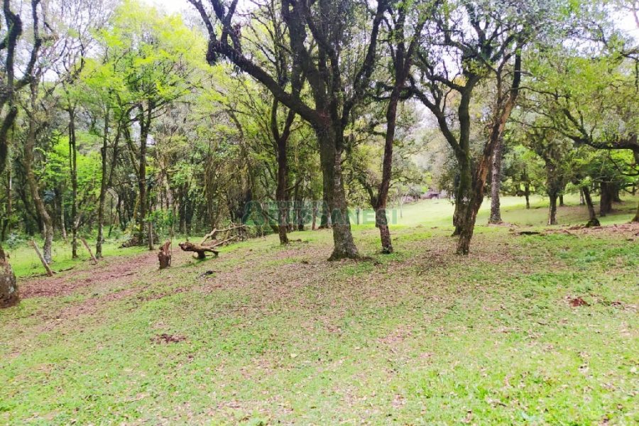 Terreno, no bairro Sagrada Família em Caxias do Sul para Comprar