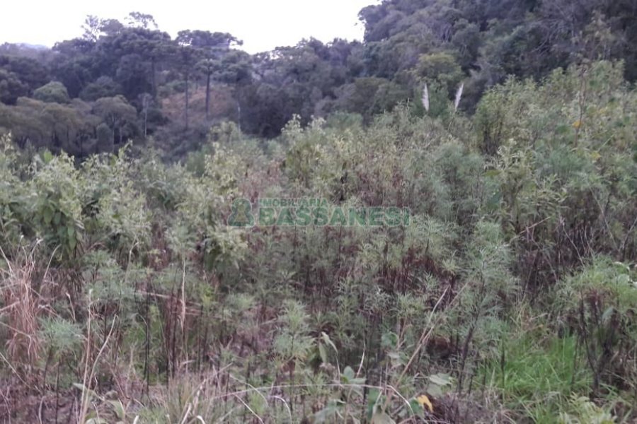 Terreno, no bairro Centro em Flores da Cunha para Comprar