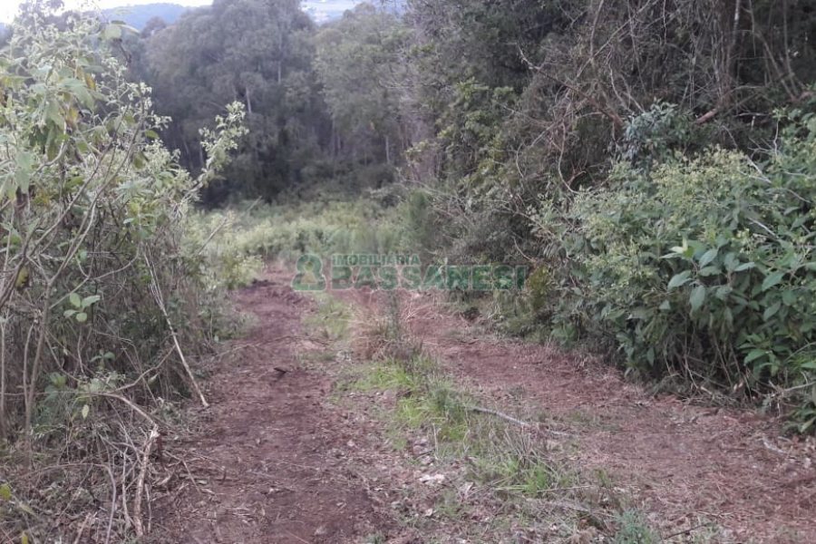Terreno, no bairro Centro em Flores da Cunha para Comprar