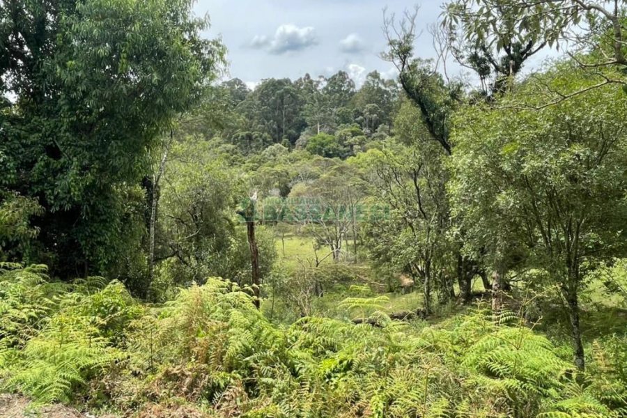 Terreno com 67996m², no bairro São Ciro em Caxias do Sul para Comprar
