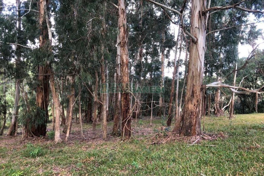 Chácara, no bairro Vila Seca em Caxias do Sul para Comprar