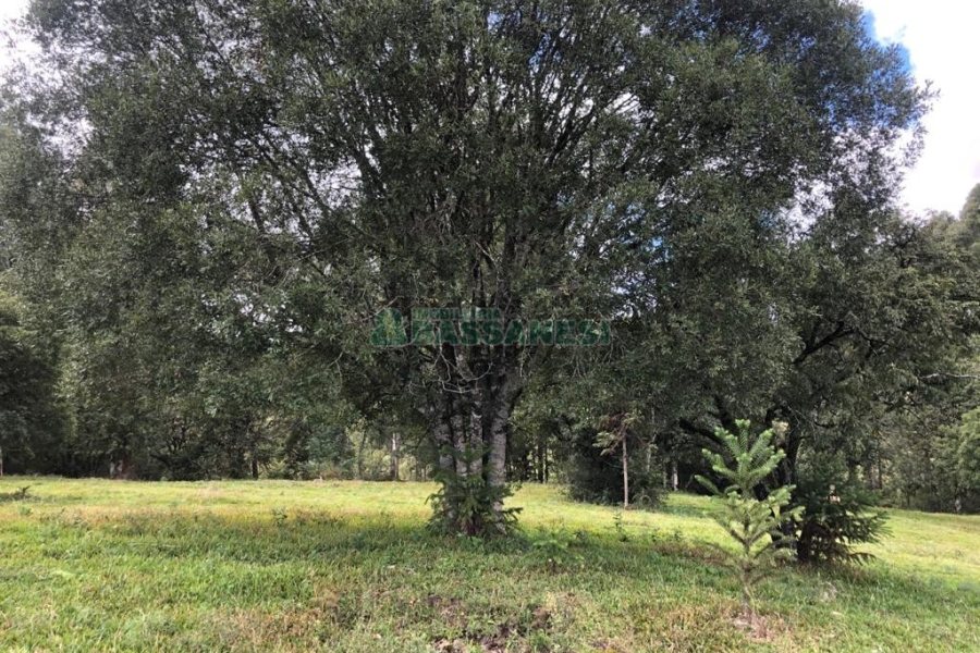Chácara, no bairro Vila Seca em Caxias do Sul para Comprar