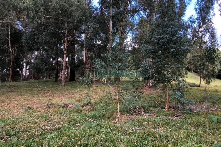 Chácara, no bairro Vila Seca em Caxias do Sul para Comprar