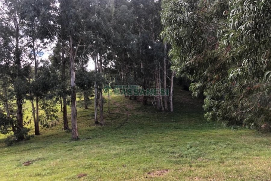 Chácara, no bairro Vila Seca em Caxias do Sul para Comprar
