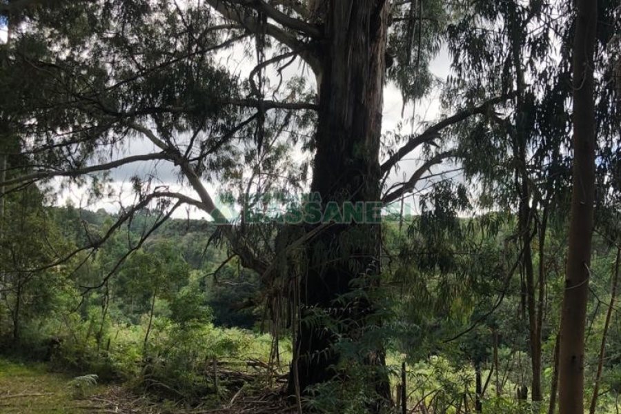 Chácara, no bairro Vila Seca em Caxias do Sul para Comprar
