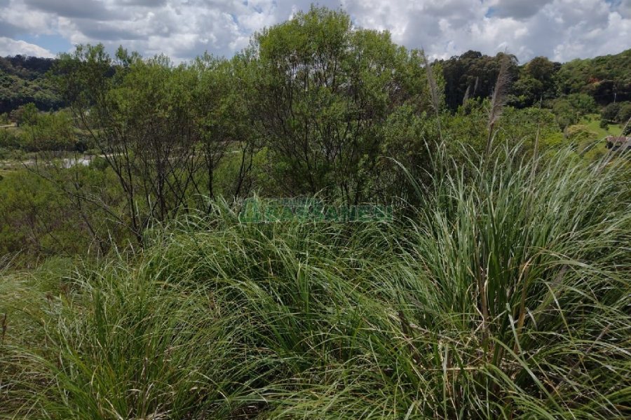 Terreno, no bairro Monte Bérico em Caxias do Sul para Comprar