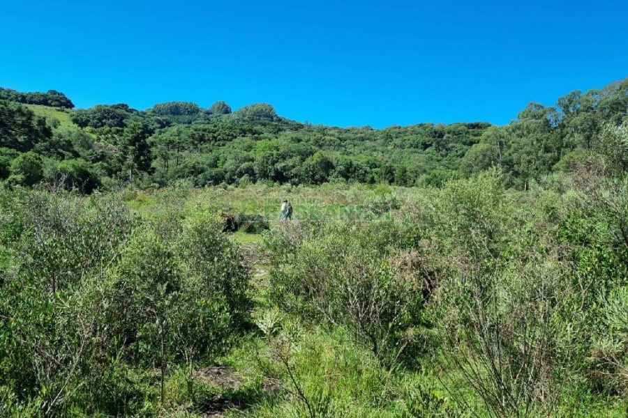 Chácara, no bairro Vila Seca em Caxias do Sul para Comprar