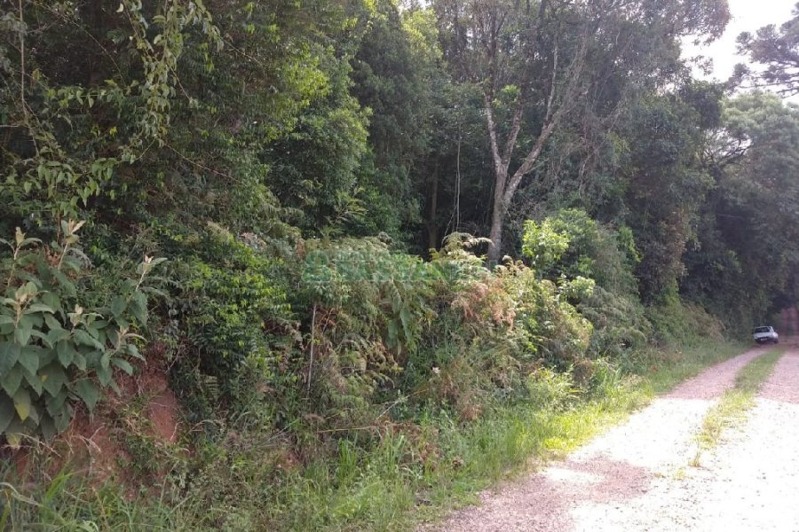 Chácara, no bairro 3 Legua em Caxias do Sul para Comprar